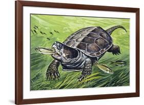 Big-Headed Turtle (Platysternon Megacephalum), Platysternidae-null-Framed Giclee Print