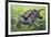 Big-Headed Turtle (Platysternon Megacephalum), Platysternidae-null-Framed Giclee Print
