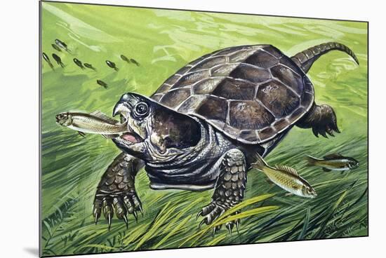 Big-Headed Turtle (Platysternon Megacephalum), Platysternidae-null-Mounted Giclee Print