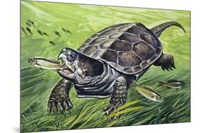 Big-Headed Turtle (Platysternon Megacephalum), Platysternidae-null-Mounted Giclee Print