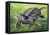Big-Headed Turtle (Platysternon Megacephalum), Platysternidae-null-Framed Stretched Canvas