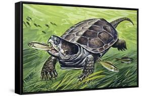 Big-Headed Turtle (Platysternon Megacephalum), Platysternidae-null-Framed Stretched Canvas
