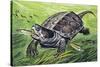 Big-Headed Turtle (Platysternon Megacephalum), Platysternidae-null-Stretched Canvas
