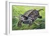 Big-Headed Turtle (Platysternon Megacephalum), Platysternidae-null-Framed Giclee Print