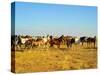 Big Herd of Horses in Crimean Prairie at Sunset-joyfull-Stretched Canvas