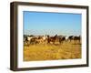 Big Herd of Horses in Crimean Prairie at Sunset-joyfull-Framed Photographic Print