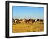 Big Herd of Horses in Crimean Prairie at Sunset-joyfull-Framed Photographic Print