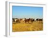 Big Herd of Horses in Crimean Prairie at Sunset-joyfull-Framed Photographic Print