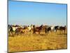 Big Herd of Horses in Crimean Prairie at Sunset-joyfull-Mounted Photographic Print