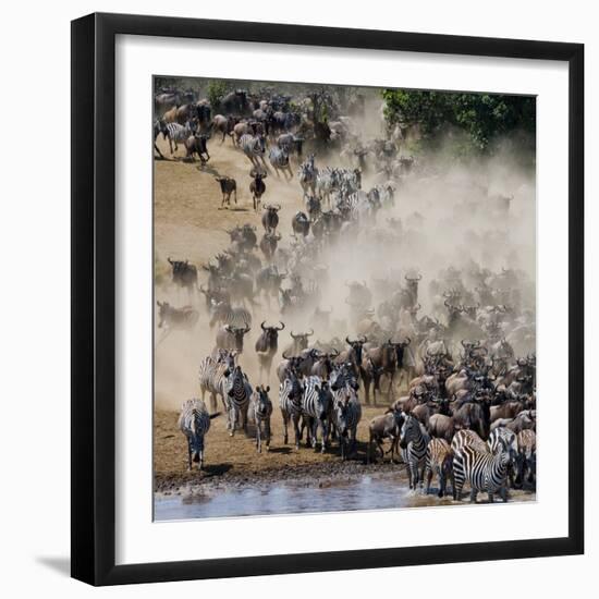 Big Herd of Wildebeest is about Mara River. Great Migration. Kenya. Tanzania. Masai Mara National P-GUDKOV ANDREY-Framed Photographic Print