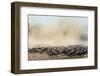 Big Herd of Wildebeest is about Mara River. Great Migration. Kenya. Tanzania. Masai Mara National P-GUDKOV ANDREY-Framed Photographic Print