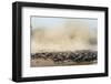 Big Herd of Wildebeest is about Mara River. Great Migration. Kenya. Tanzania. Masai Mara National P-GUDKOV ANDREY-Framed Photographic Print