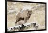 Big Horn Ram, North Fork Shoshone River, Near Cody, WYoming-Howie Garber-Framed Photographic Print