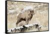 Big Horn Ram, North Fork Shoshone River, Near Cody, WYoming-Howie Garber-Framed Stretched Canvas