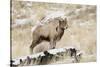 Big Horn Ram, North Fork Shoshone River, Near Cody, WYoming-Howie Garber-Stretched Canvas