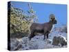Big Horn Ram, North Fork Shoshone River, Near Cody, WYoming-Howie Garber-Stretched Canvas