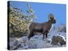 Big Horn Ram, North Fork Shoshone River, Near Cody, WYoming-Howie Garber-Stretched Canvas