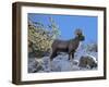 Big Horn Ram, North Fork Shoshone River, Near Cody, WYoming-Howie Garber-Framed Premium Photographic Print