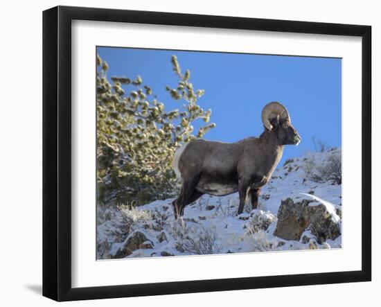 Big Horn Ram, North Fork Shoshone River, Near Cody, WYoming-Howie Garber-Framed Premium Photographic Print