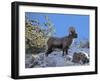 Big Horn Ram, North Fork Shoshone River, Near Cody, WYoming-Howie Garber-Framed Premium Photographic Print