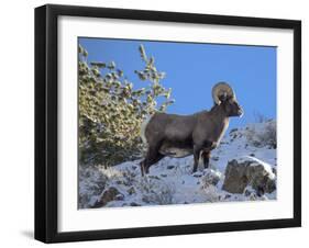 Big Horn Ram, North Fork Shoshone River, Near Cody, WYoming-Howie Garber-Framed Premium Photographic Print