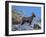 Big Horn Ram, North Fork Shoshone River, Near Cody, WYoming-Howie Garber-Framed Premium Photographic Print