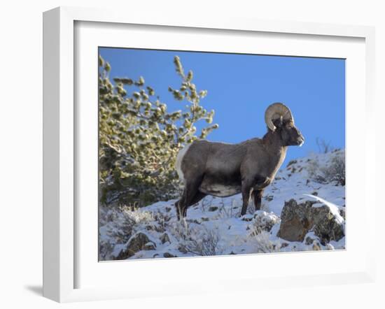 Big Horn Ram, North Fork Shoshone River, Near Cody, WYoming-Howie Garber-Framed Premium Photographic Print