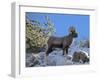 Big Horn Ram, North Fork Shoshone River, Near Cody, WYoming-Howie Garber-Framed Premium Photographic Print