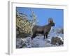 Big Horn Ram, North Fork Shoshone River, Near Cody, WYoming-Howie Garber-Framed Photographic Print