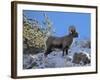 Big Horn Ram, North Fork Shoshone River, Near Cody, WYoming-Howie Garber-Framed Photographic Print