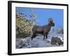 Big Horn Ram, North Fork Shoshone River, Near Cody, WYoming-Howie Garber-Framed Photographic Print