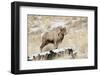 Big Horn Ram, North Fork Shoshone River, Near Cody, WYoming-Howie Garber-Framed Photographic Print