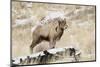 Big Horn Ram, North Fork Shoshone River, Near Cody, WYoming-Howie Garber-Mounted Photographic Print