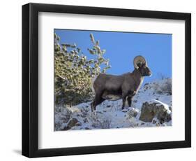 Big Horn Ram, North Fork Shoshone River, Near Cody, WYoming-Howie Garber-Framed Photographic Print