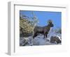 Big Horn Ram, North Fork Shoshone River, Near Cody, WYoming-Howie Garber-Framed Photographic Print