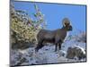 Big Horn Ram, North Fork Shoshone River, Near Cody, WYoming-Howie Garber-Mounted Photographic Print