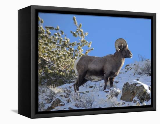 Big Horn Ram, North Fork Shoshone River, Near Cody, WYoming-Howie Garber-Framed Stretched Canvas