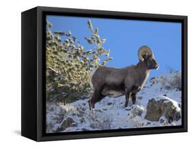 Big Horn Ram, North Fork Shoshone River, Near Cody, WYoming-Howie Garber-Framed Stretched Canvas