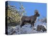 Big Horn Ram, North Fork Shoshone River, Near Cody, WYoming-Howie Garber-Stretched Canvas