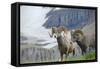 Big Horn Rams in the Wildflowers, Mount Timpanogos, Utah-Howie Garber-Framed Stretched Canvas