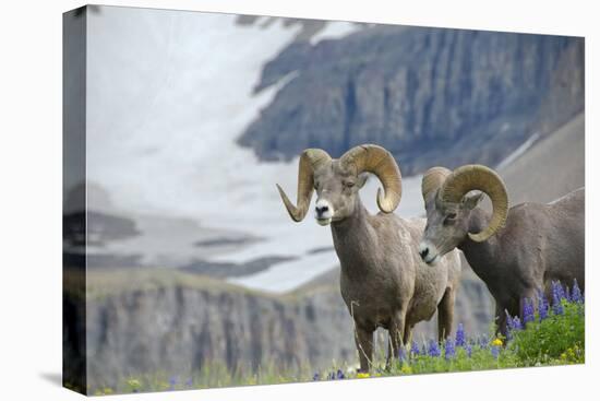 Big Horn Rams in the Wildflowers, Mount Timpanogos, Utah-Howie Garber-Stretched Canvas