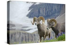 Big Horn Rams in the Wildflowers, Mount Timpanogos, Utah-Howie Garber-Stretched Canvas