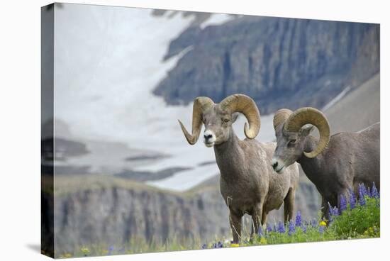 Big Horn Rams in the Wildflowers, Mount Timpanogos, Utah-Howie Garber-Stretched Canvas