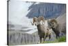 Big Horn Rams in the Wildflowers, Mount Timpanogos, Utah-Howie Garber-Stretched Canvas