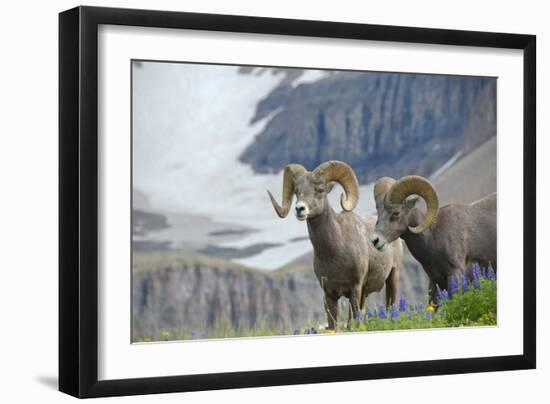 Big Horn Rams in the Wildflowers, Mount Timpanogos, Utah-Howie Garber-Framed Photographic Print