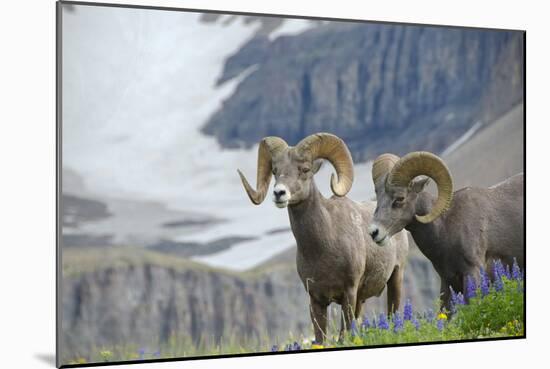 Big Horn Rams in the Wildflowers, Mount Timpanogos, Utah-Howie Garber-Mounted Photographic Print