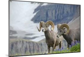 Big Horn Rams in the Wildflowers, Mount Timpanogos, Utah-Howie Garber-Mounted Photographic Print