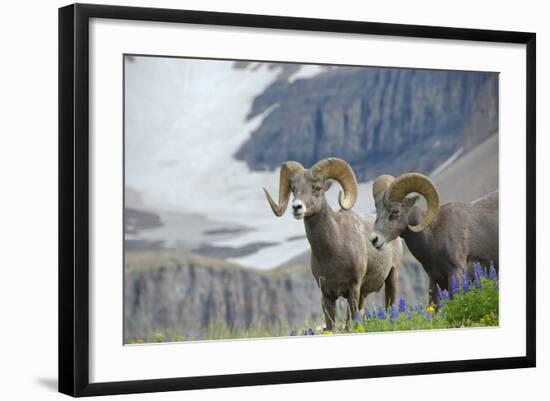 Big Horn Rams in the Wildflowers, Mount Timpanogos, Utah-Howie Garber-Framed Photographic Print