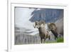 Big Horn Rams in the Wildflowers, Mount Timpanogos, Utah-Howie Garber-Framed Photographic Print