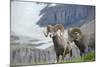 Big Horn Rams in the Wildflowers, Mount Timpanogos, Utah-Howie Garber-Mounted Photographic Print
